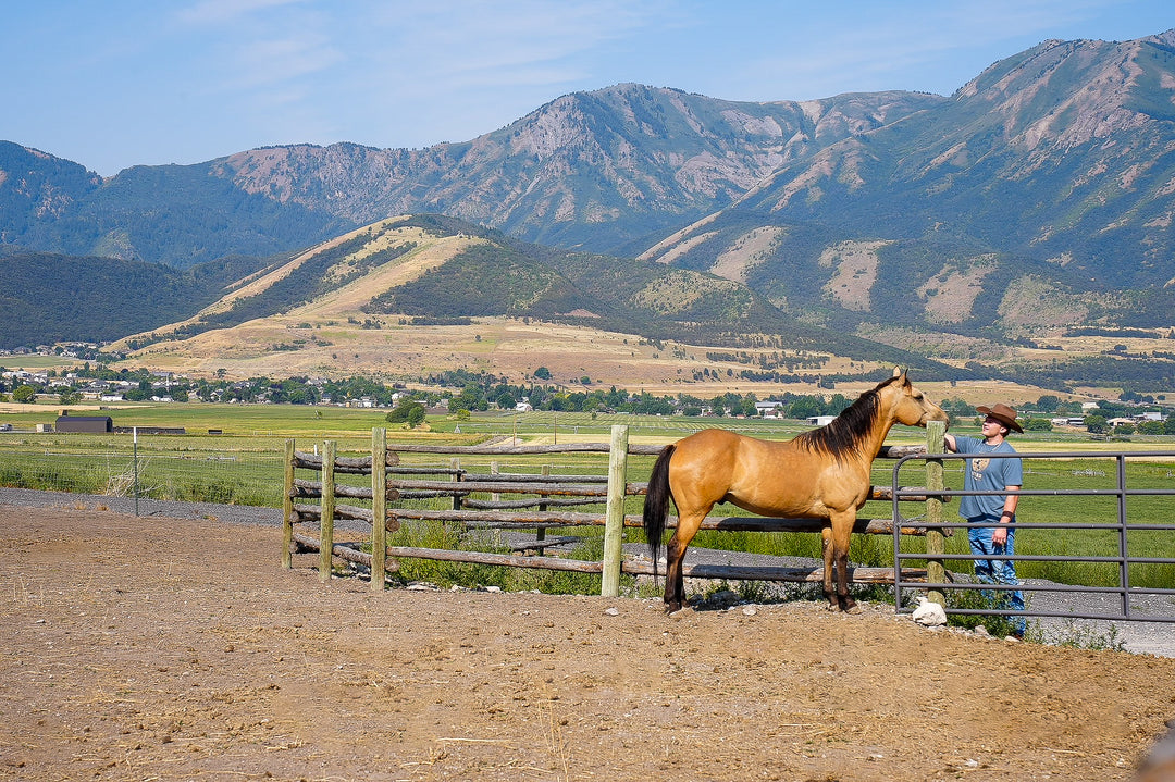 Tops – Rebel Ranch